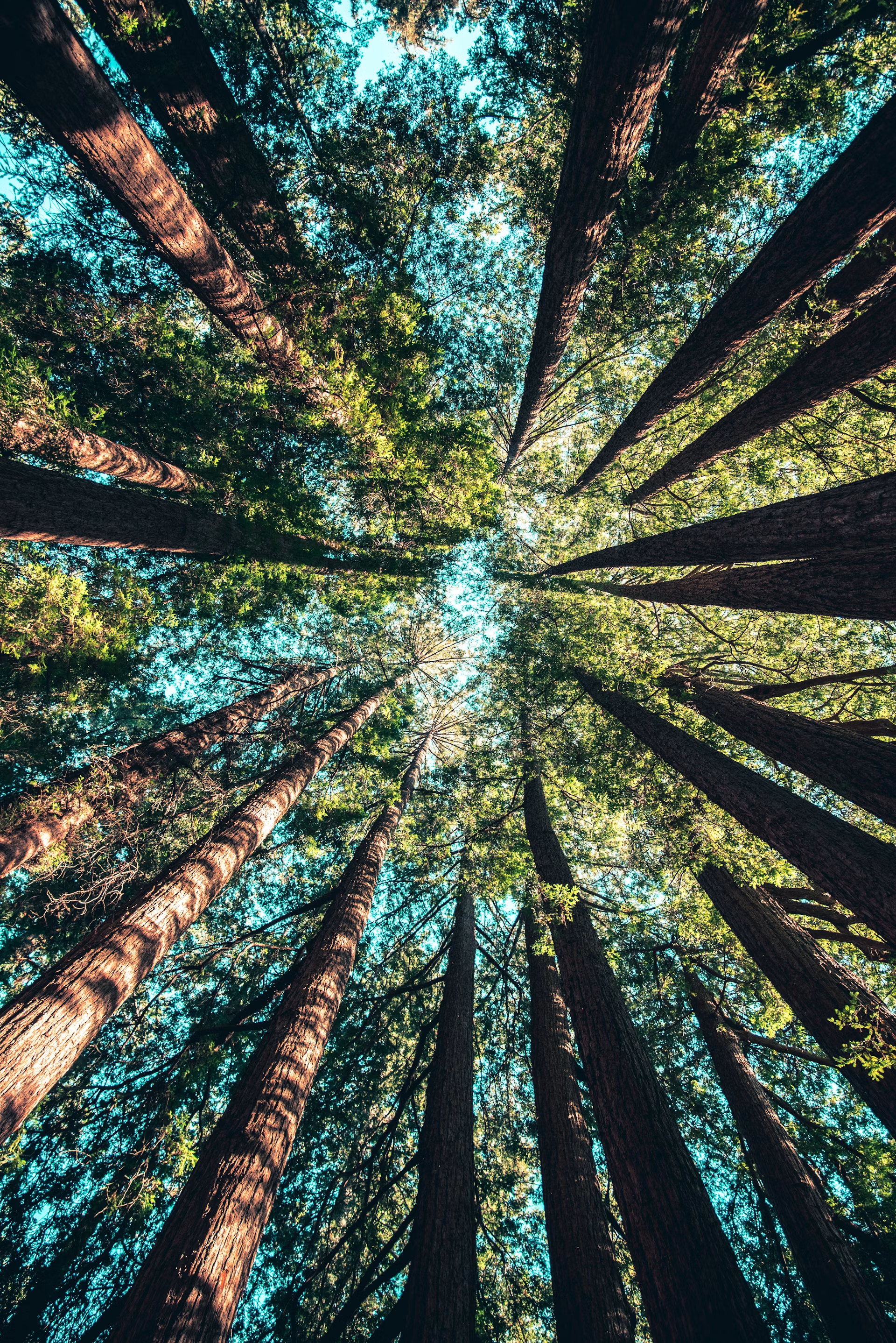 Bosque de Pinos - Maderas del Orinoco