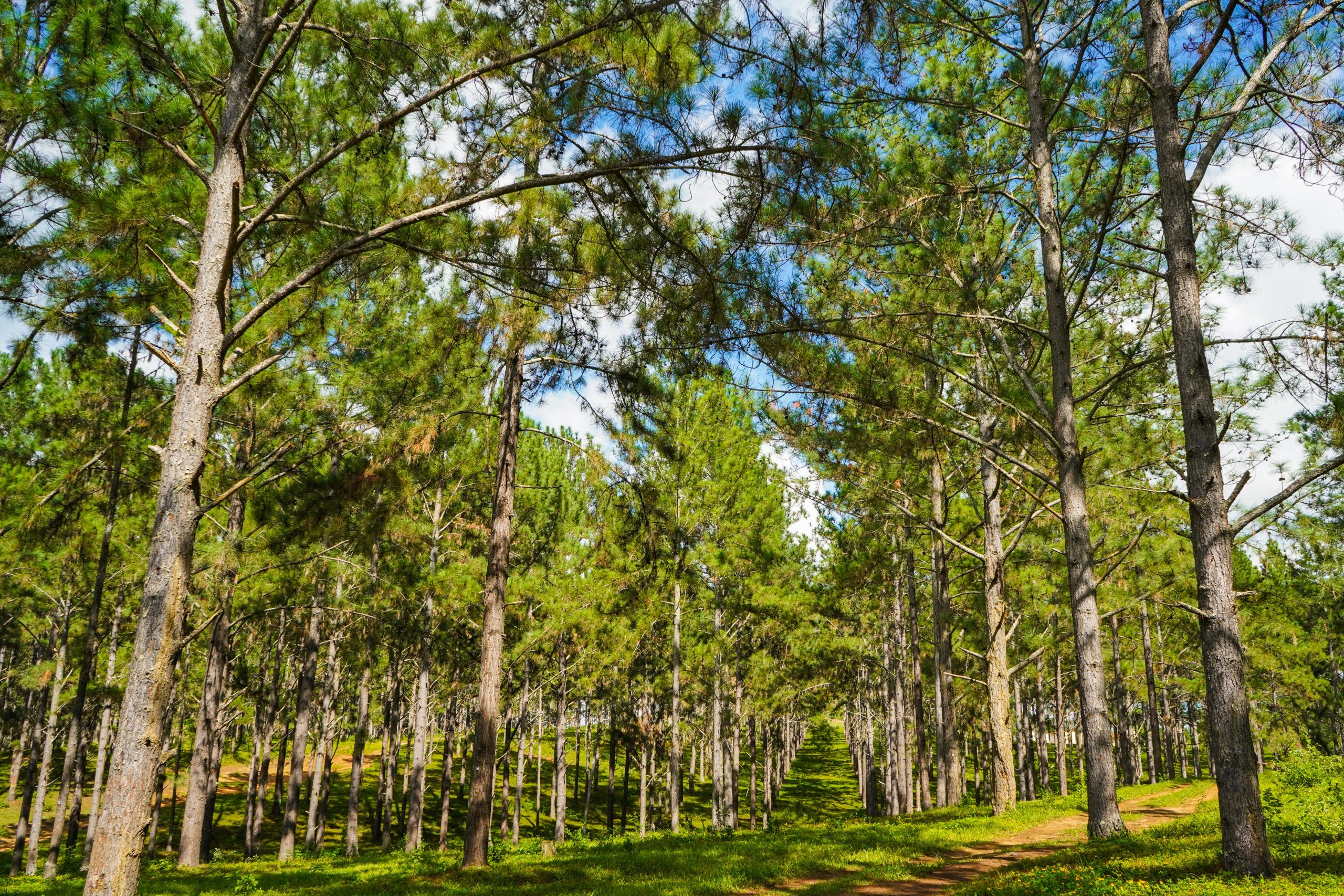 Bosque de Pinos