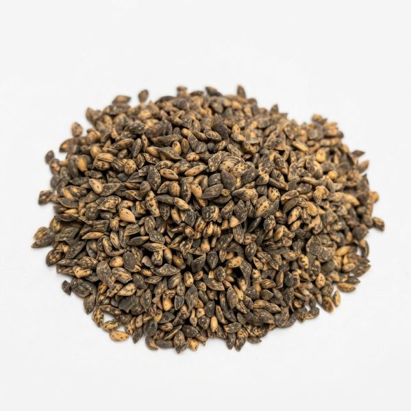 Semillas de pino caribe