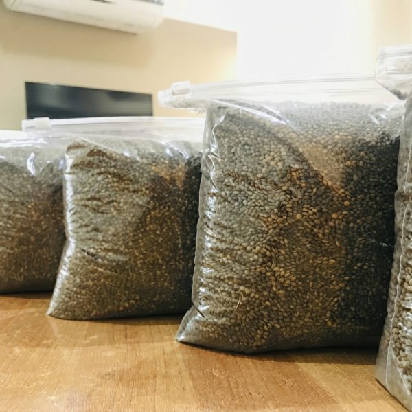 Semillas de pino caribe