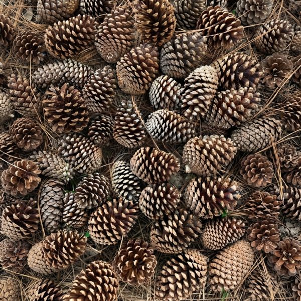 Semillas de pino caribe